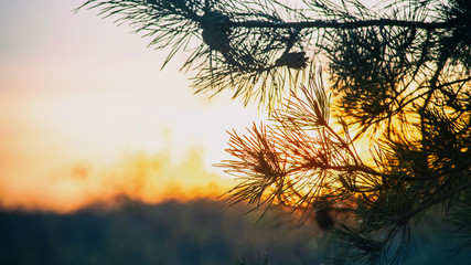 pine branches on the background of the sky fragment, blured image, evening landscape