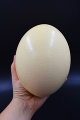 Large ostrich egg located on a black background.