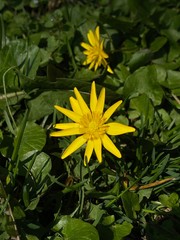 Flower in the wild and in the garden in spring