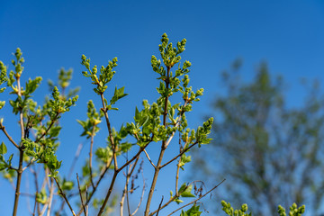 View of tiny twigs with new leaves and buds against bright blue sky in spring