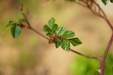 Small vivid green leaves of rose flower grow in sunny garden on the branch