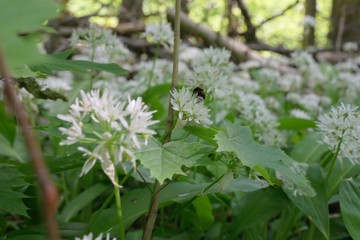 Ramsons in the Vienna Woods