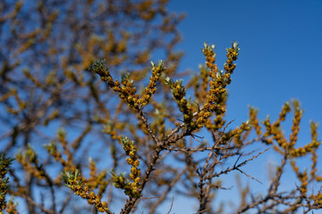 View of tiny twigs with new leaves and brown buds against bright blue sky in spring