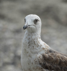 Seagull on the beach with grey and white colors.