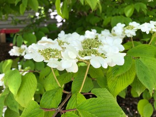 white flowers in spring