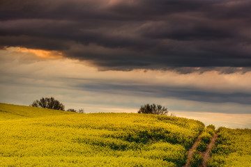 Kwitnące Rzepakowe Pola Warmii - Polska © Wojciech Lisiński