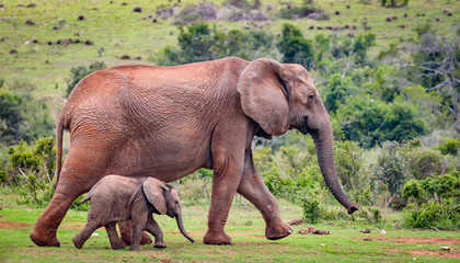 Fototapeta na wymiar Elephant cow and calf in step