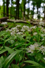 Fototapeta premium Ramsons in the Vienna Woods
