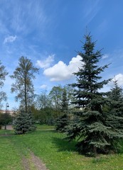 Fototapeta na wymiar Green grass, trees, pine trees in the green park, blue sky
