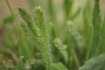 Perennial herbaceous plant. Yarrow green grass grows in a spring field, side view, close-up