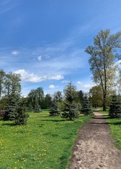 Green grass, trees, pine trees in the green park, blue sky