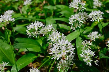 Ramsons in the Vienna Wood during spring
