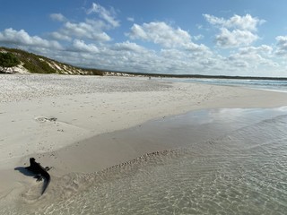 A beach and fauna on the Galapagos Islands 