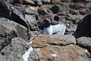 A beach and fauna on the Galapagos Islands 