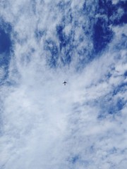 birds in the sky