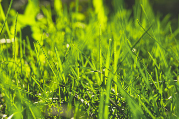 Spring green grass Under the bright sun. natural backgrounds