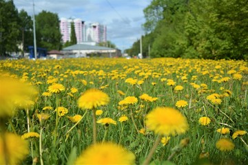 dandelions in the meadow