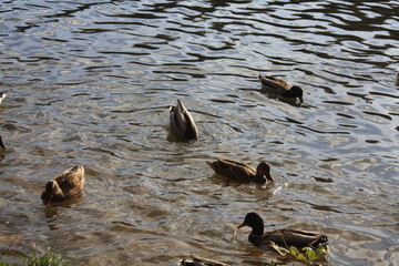 ducks in the water