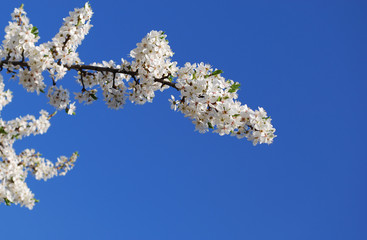 
delicate white plum flowers against a blue sky