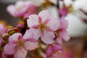 ピンク色の河津桜の花