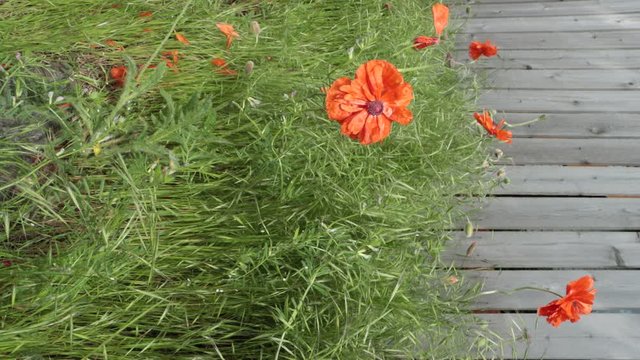 Poppies and Tall Grass against Fence Blowing in the Gentle Breeze