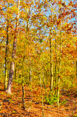 Beautiful autumn forest with colorful fall trees. Foliage in golden, yellow and orange colors. Autumn landscape, wood. Nature landscape. Seasons of the year. Vertical photo.