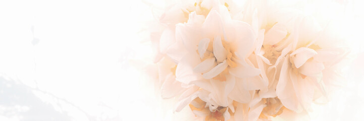 Soft focus of Daffodil, blooming narcissus banner