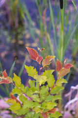 Close-up of the leaves of a young sapling against the background of a reed pond. Selective focus macro shot with shallow depth of field