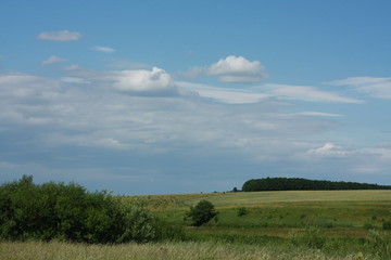 green grass and blue sky