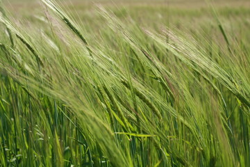 green wheat field