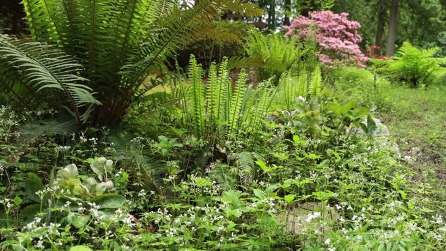 A gentle breeze blows across the ferns and flowers of the forest