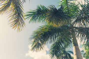 Fototapeta na wymiar Palm coconut tree on blue sky background with copy space, vintage style, tropical coast.