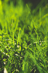 Spring green grass Under the bright sun. natural backgrounds