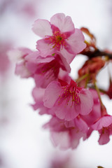 ピンク色の河津桜の花