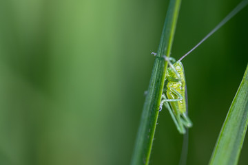 Grasshopper on a green leaf, on the grass on a blurred background. Beautiful spring background, close up, macro