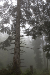 Evergreen tree trunk into foggy forest  morning light wild nature journey concept 