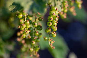 Unripe green berries of red currant. Ribes rubrum, redcurrant. Currant bush in early spring