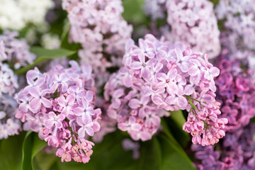 Obraz premium Lilac. Blurred floral romantic background with lilac delicate purple flowers. Branches of flowering or blossoming lilac. Syringa vulgaris. Mother's Day holiday. Copy space, macro, close up, selective 