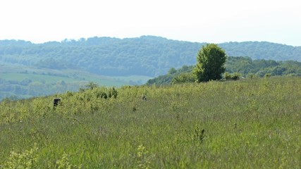 Zwei Feldhasen auf Steppenrasen am Kyffhäuser