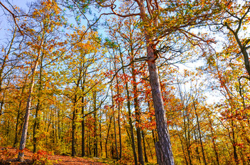 Horizontal photography of the autumn trees with colorful fall leaves. Autumn forest, fall foliage. Blue sky above the tree branches. Season of the year. Autumnal landscape.