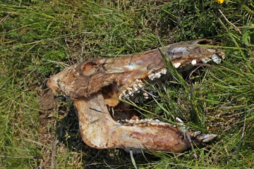 Frisch abgenagter Wildschweinschädel auf einer Wiese