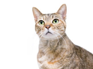 A domestic shorthair cat with patched tabby markings and green eyes