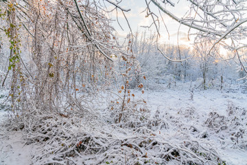 Fantastic sunny autumn morning with frost and snow on last leafs