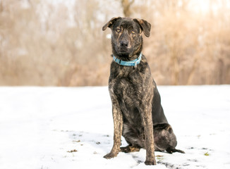 A brindle mixed breed dog wearing a blue collar sitting outdoors in the snow