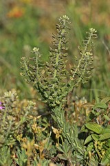 Feld-Kresse (Lepidium campestre)