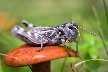 grasshopper on a mushroom closeup