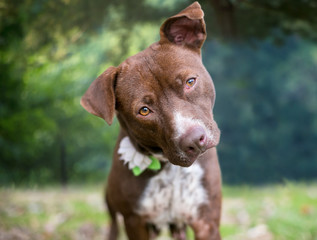 A cute brown and white Terrier mixed breed dog with floppy ears, wearing a flower on its collar and listening with a head tilt