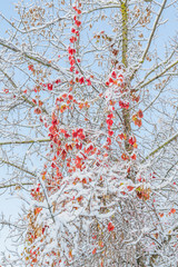 Fantastic sunny autumn morning with frost and snow on last leafs