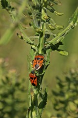 Paar der Schwarzrückigen Gemüsewanze oder Schmuckwanze (Eurydema ornata)