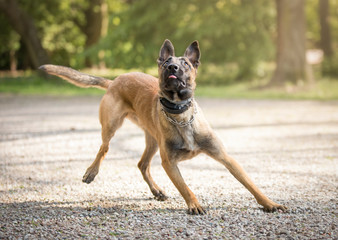 Owczarek belgijski podczas zabawy © nitka_zaplatana